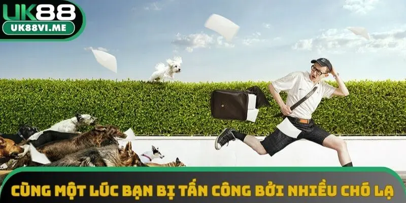 Cùng một lúc bạn bị tấn công bởi nhiều chó lạ Cùng một lúc bạn bị tấn công bởi nhiều chó lạ