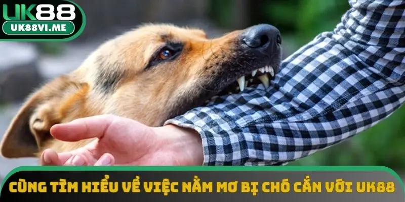 Cùng tìm hiểu về việc nằm mơ bị chó cắn với UK88 Cùng tìm hiểu về việc nằm mơ bị chó cắn với UK88